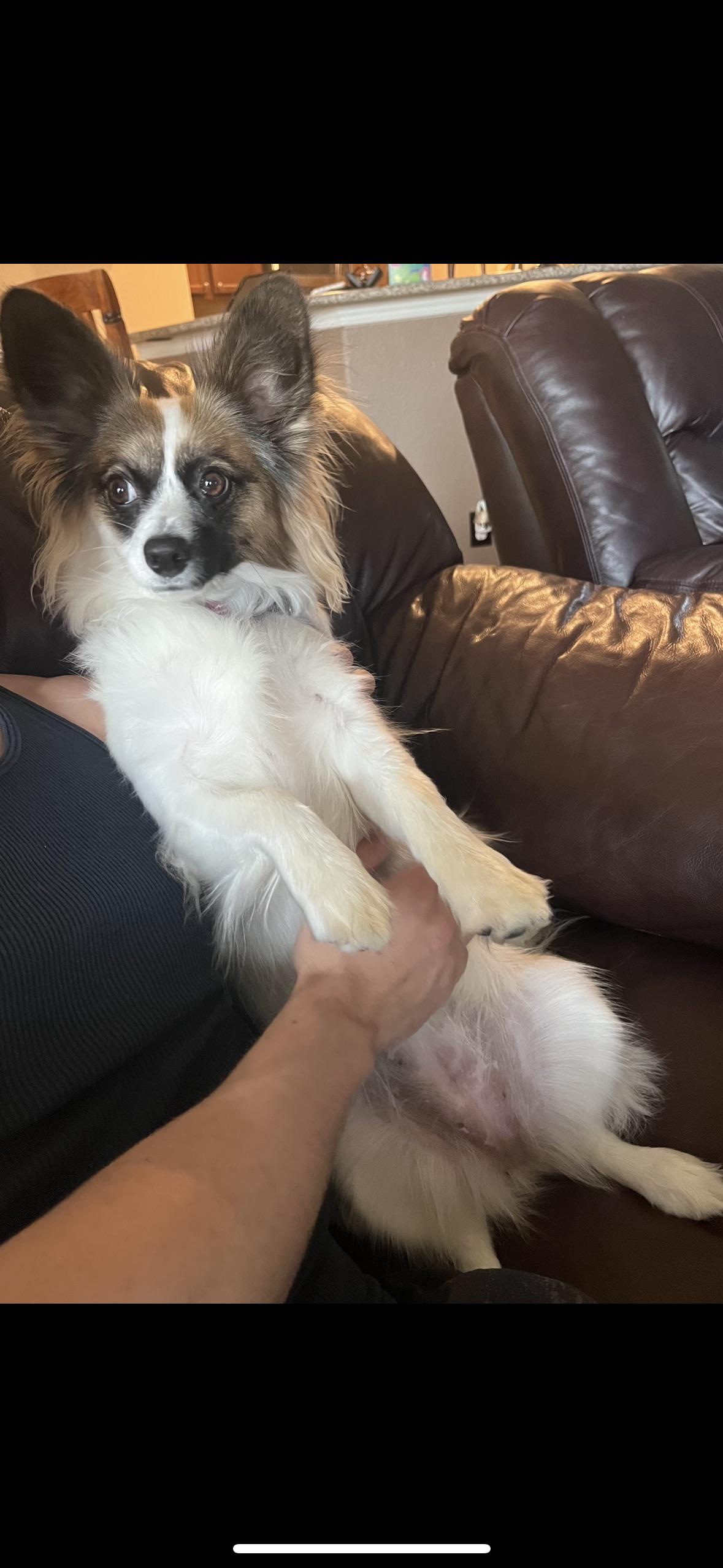 Does anyone else have an oversized papillon? : r/papillon