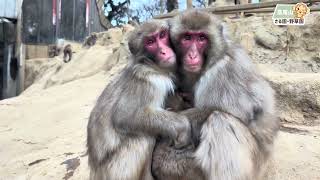 高尾山さる園】真ん中にはさまるスイカくん - YouTube