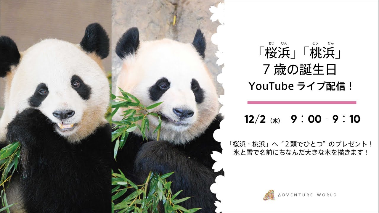 Archive] Giant pandas 