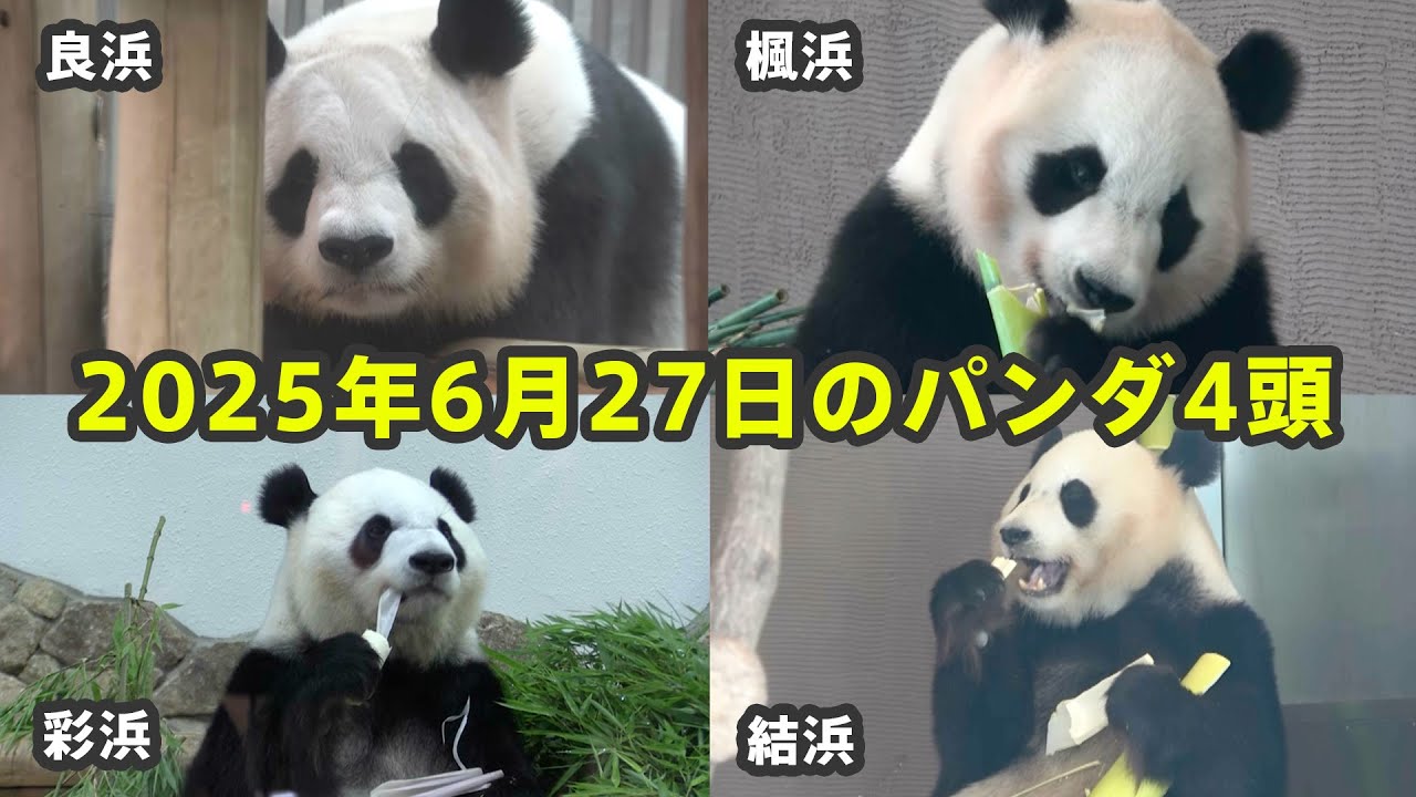 2025年6月27日のジャイアントパンダ4頭をお届け♬ - YouTube