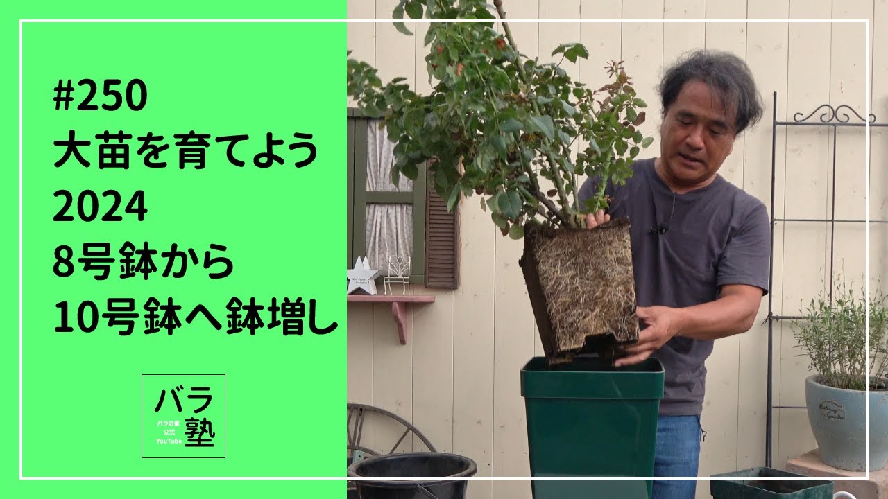 250 大苗を育てよう2024 8号鉢から10号鉢へ鉢増し - YouTube