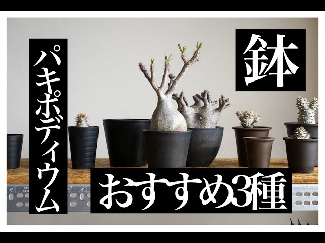 鉢】パキポディウム おすすめ鉢3種 塊根植物 コーデックス グラキリス