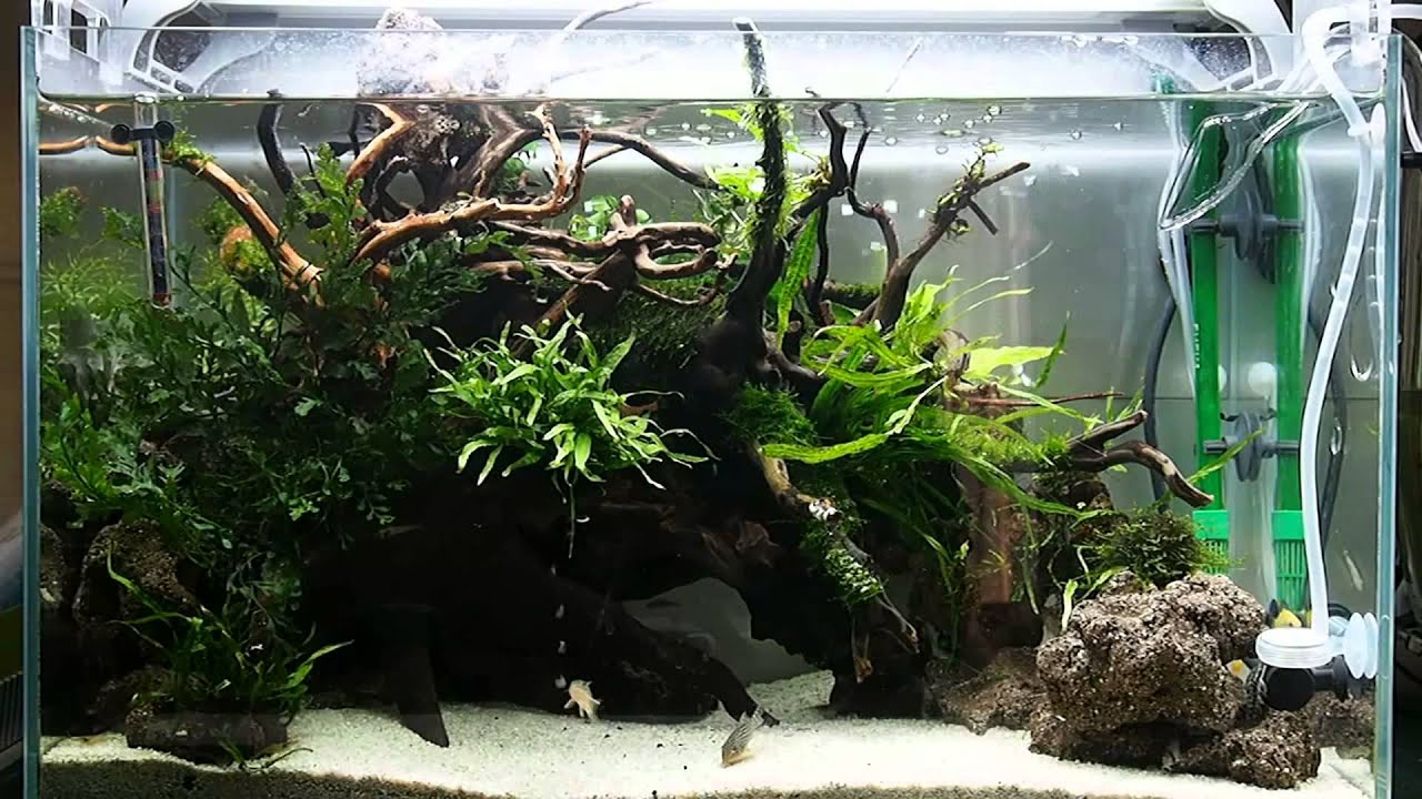 60cmコリドラス水槽 - YouTube