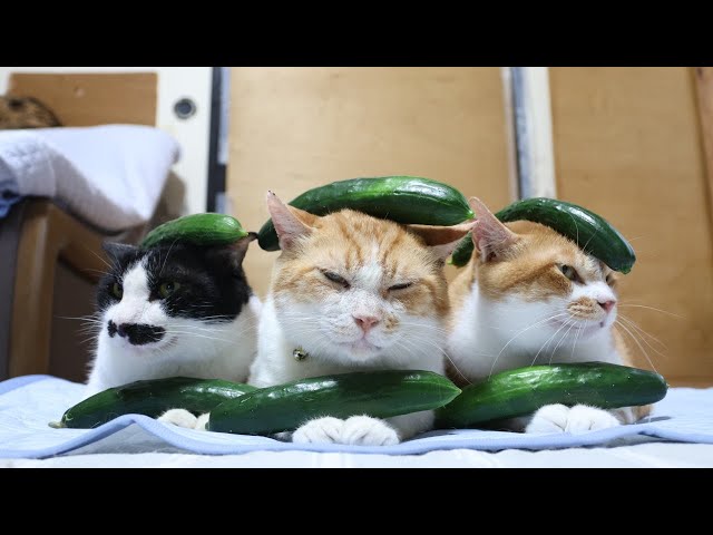 きゅうり のせ猫 250903 - YouTube