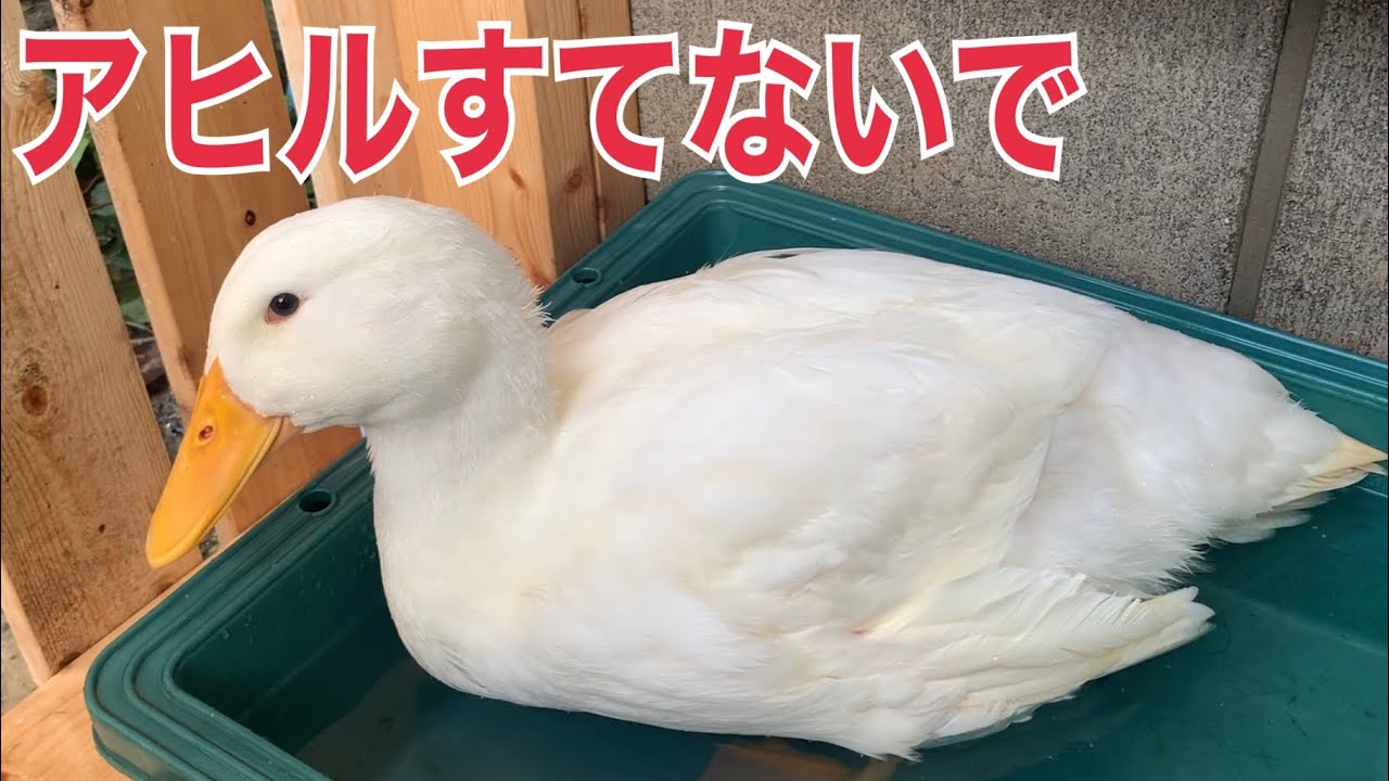 アヒルを飼う前に見て欲しい！アヒル、コールダック飼育のリアル - YouTube