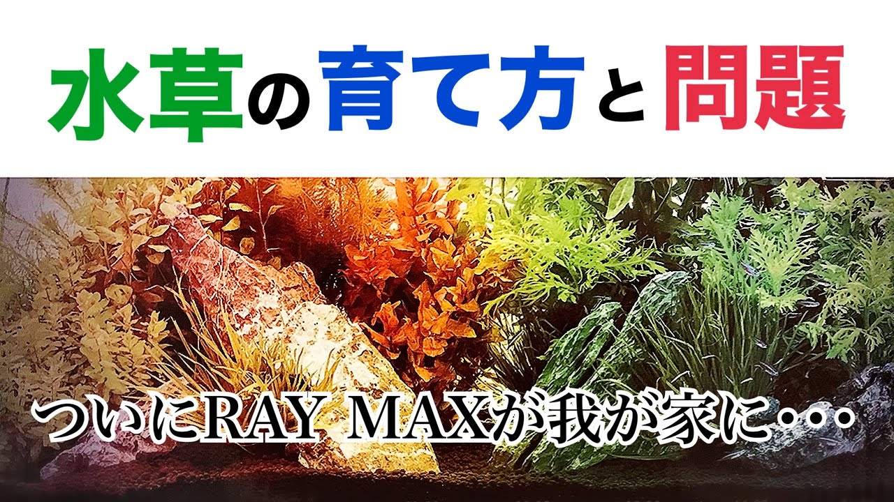 水草の育て方と問題 ついにRAY MAXが我が家に・・・(#アクアリウム