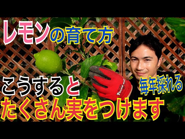 Lemon] Practical guide to pruning and replanting to ensure