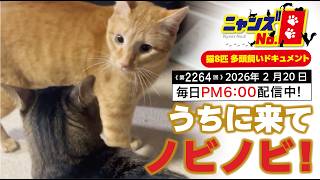 No. 2264] Come to our house and relax! - YouTube