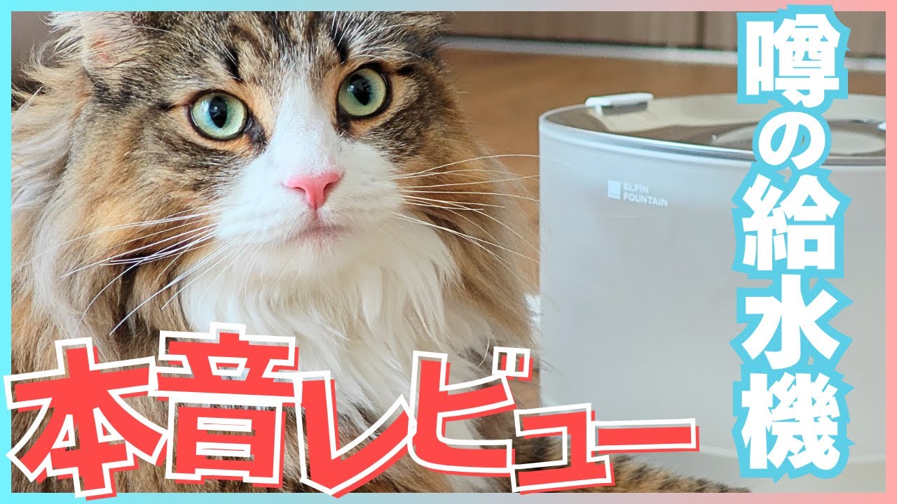 話題の給水機「エルフィン給水機」をレビューします【ノルウェージャン