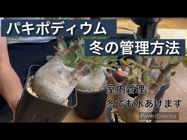 How to care for Pachypodium in winter (on Earth) - YouTube