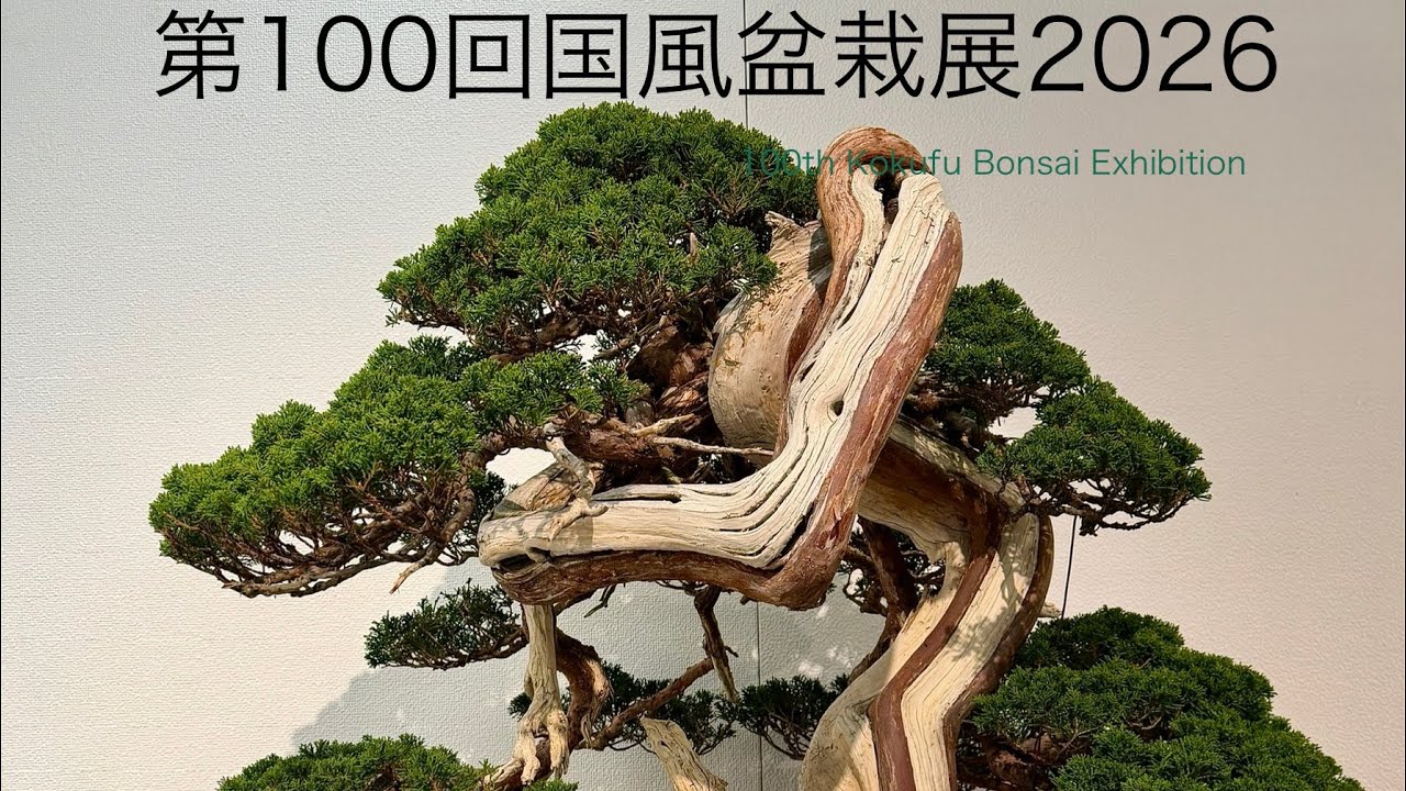 第100回『国風盆栽展』100th Kokufu Bonsai Exhibition 見に行ってきた