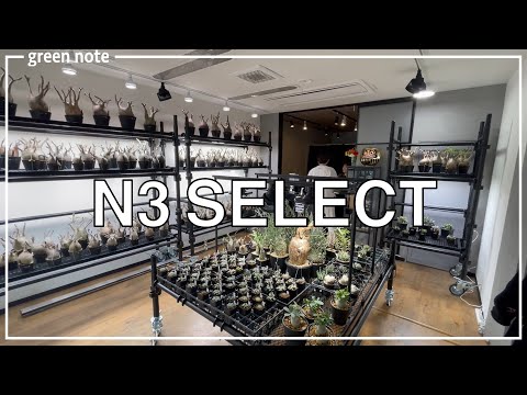 グラキリスだらけ！」この春オープンする塊根植物のショップに行ってき