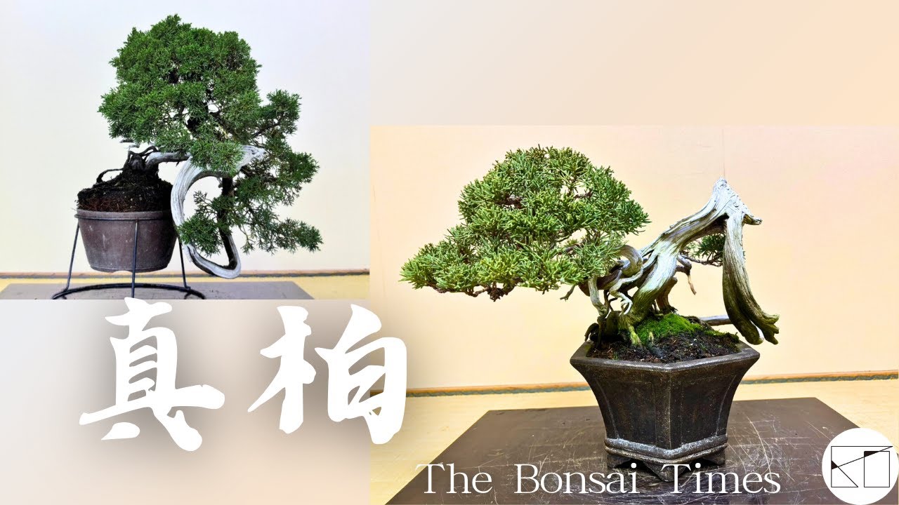 真柏】見所のある幹模様を生かして。 - YouTube