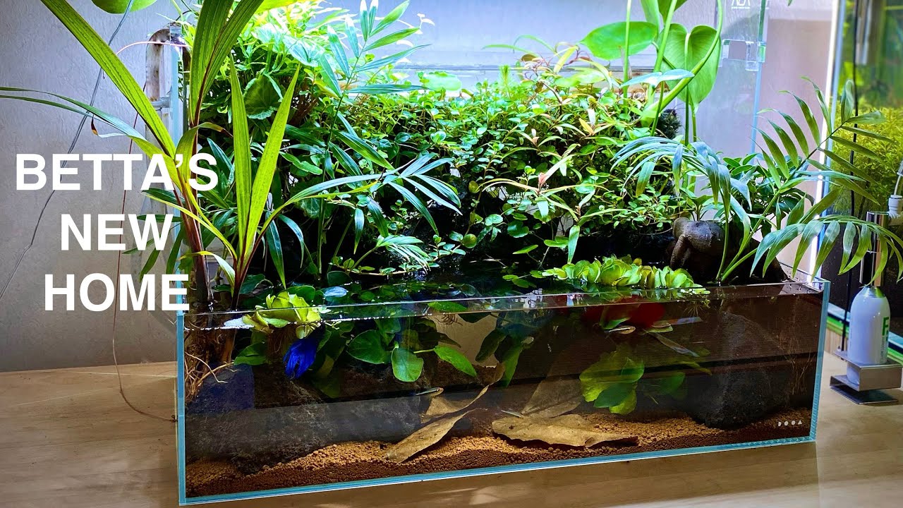 DOOA Wabikusa Wall 60 Setup Tutorial - Asian Aqua Terrarium