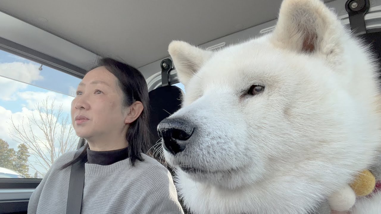 大好きなトラックに乗ると顔つきが変わってしまう柴犬 - YouTube