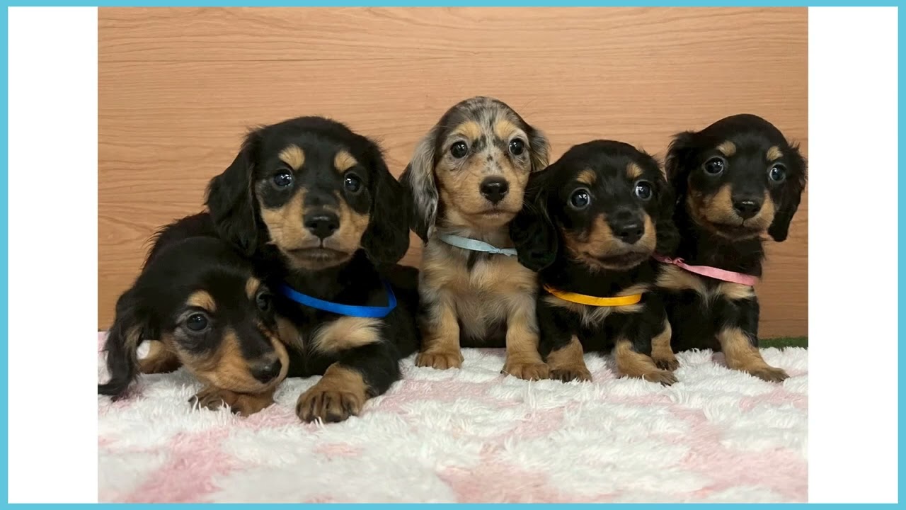 748345 M・ダックスフンド - YouTube