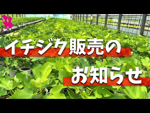 2025] Fig seedlings are now on sale! - YouTube