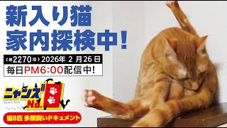 No. 2270] New cat exploring the house! - YouTube