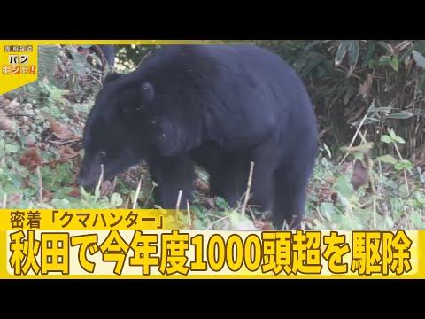 密着「クマハンター」】知られざる素顔 秋田で今年度1000頭超を駆除