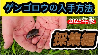 ゲンゴロウの入手方法採集編2025 - YouTube