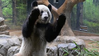 2024.12.12 今日のパンダ（3714日目）[8K] - YouTube