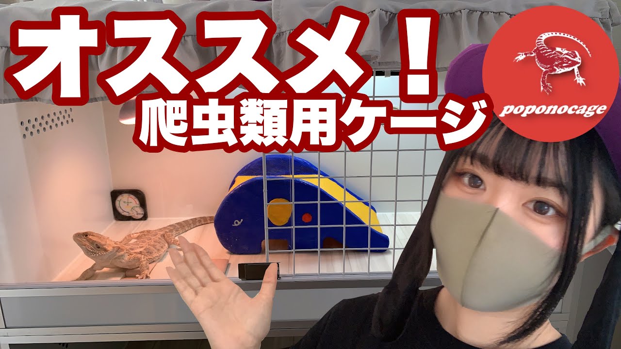 爬虫類用】ポポのケージ徹底解説！【フトアゴケージ】 - YouTube