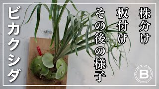 ビカクシダの株分け・板付け・その後の様子】 観葉植物/コウモリラン