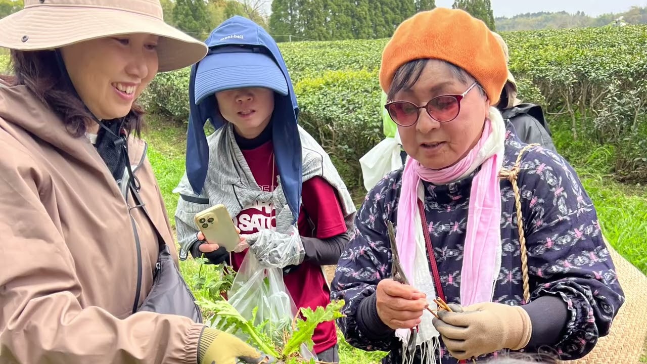 もりもっ茶日記 – オーガニック農園、豊緑園です – もりもっ茶 – 宮崎