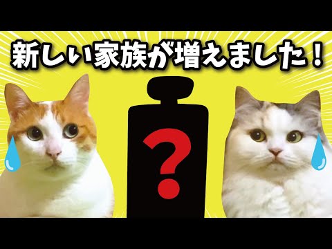 A new family member has joined our family! [Cat speaking in Kansai