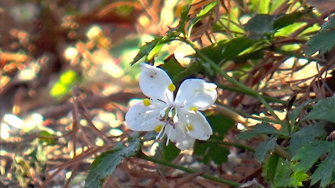ふかや緑の王国に咲く春の妖精たち 〜バイカオウレン・セツブンソウ