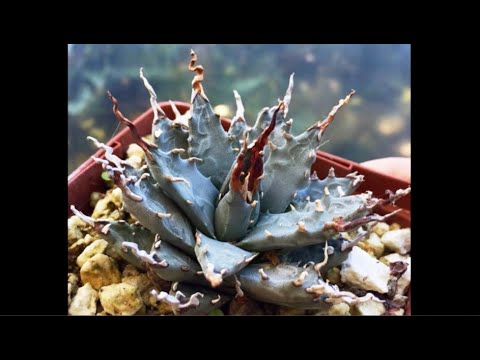 エボリ×BBのハイブリットアガベが到着 (Hideen Agave ジェレミー氏の