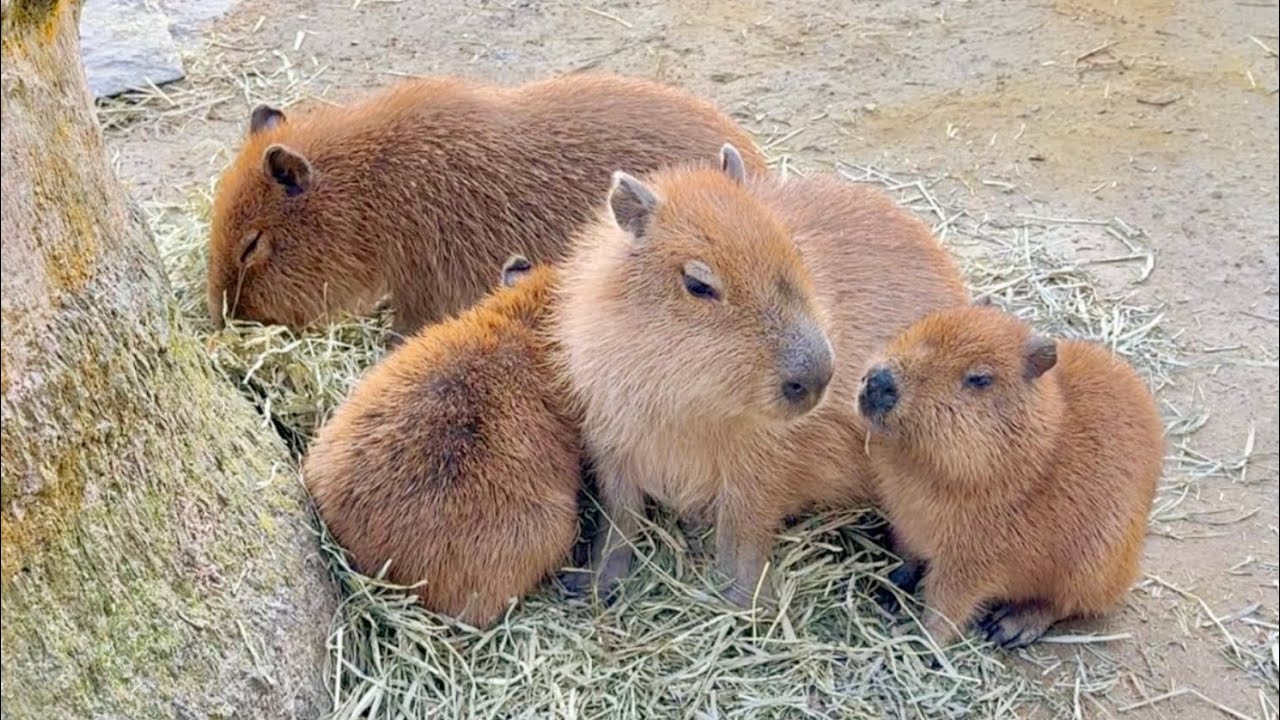 I went to see my favorite capybaras and found that their family