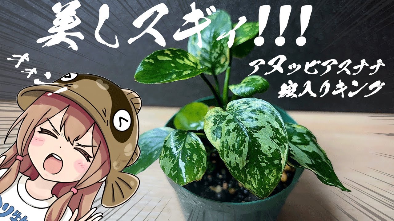 Hardy! Beautiful! Extremely rare! Anubias that tickles the man's