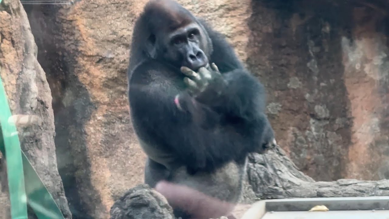 帰宅前にファンサ！ゲンタロウくんかわいすぎ注意【‎2025年11月26日