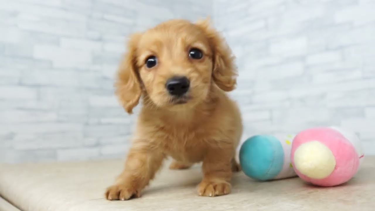 KIKUCHI PET】 仔犬仔猫 No.260234 カニンヘン・ダックスフンド 女の子