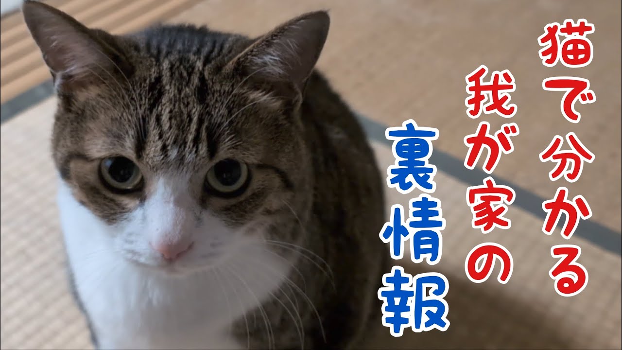 甘え上手なお猫さま！ vol.1399 - YouTube