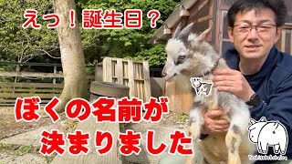 1歳になりようやく名前が決まったヤギのちび太（仮） 2024年4月27日