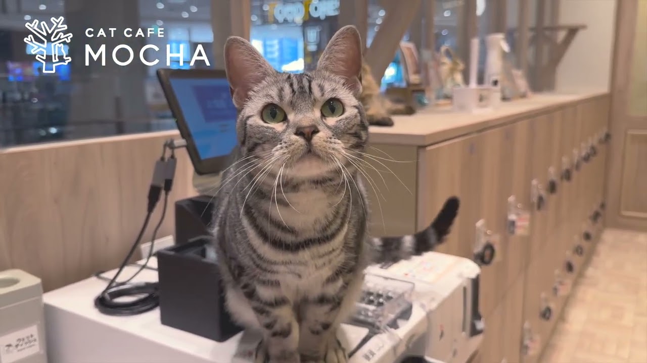 名古屋則武新町店｜猫カフェ MOCHA(モカ)