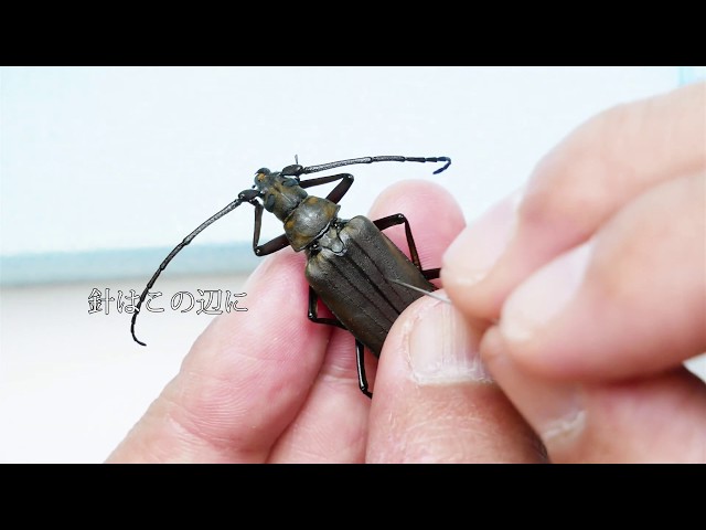 甲虫目（鞘翅目）/昆虫標本】ゴマダラカミキリ♂、ウスバカミキリ♀の