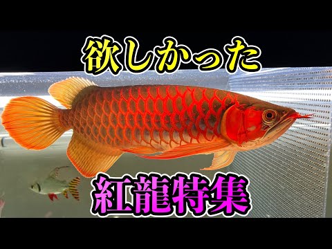 これが欲しかった！紅龍プチ特集 若魚編 アジアアロワナって良いよね