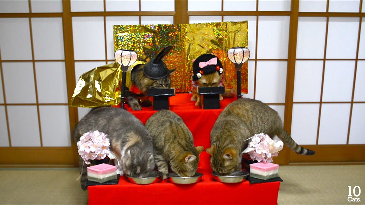 猫の雛人形=ↀωↀ= Cat Hina Doll Cosutume - YouTube