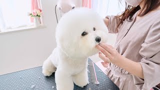 We're going to cut the giant-headed bichon frise! - YouTube