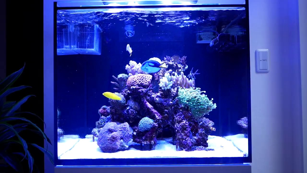 REDSEA REEFER 170 ﾚｯﾄﾞｼｰ ﾘｰﾌｧｰ 170 - YouTube