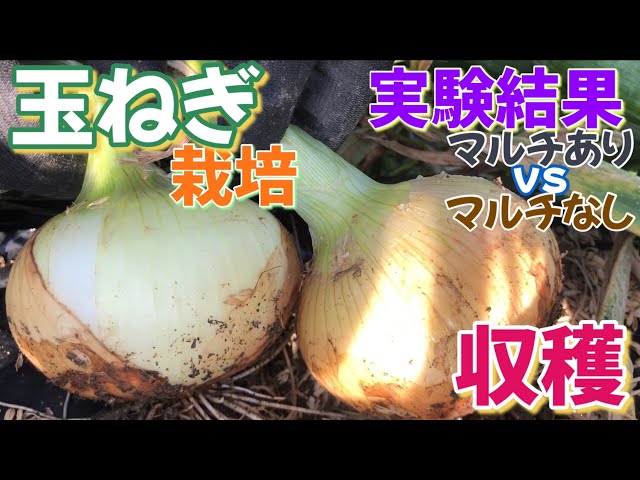 Onion cultivation ⑥ Harvest Experiment Results with Mulch vs