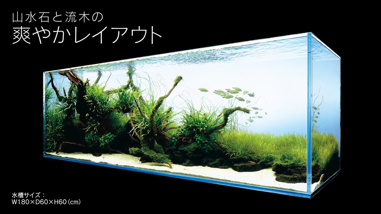 ADAview] AJ226連動-180cm水槽レイアウト スリムウッド編 - YouTube