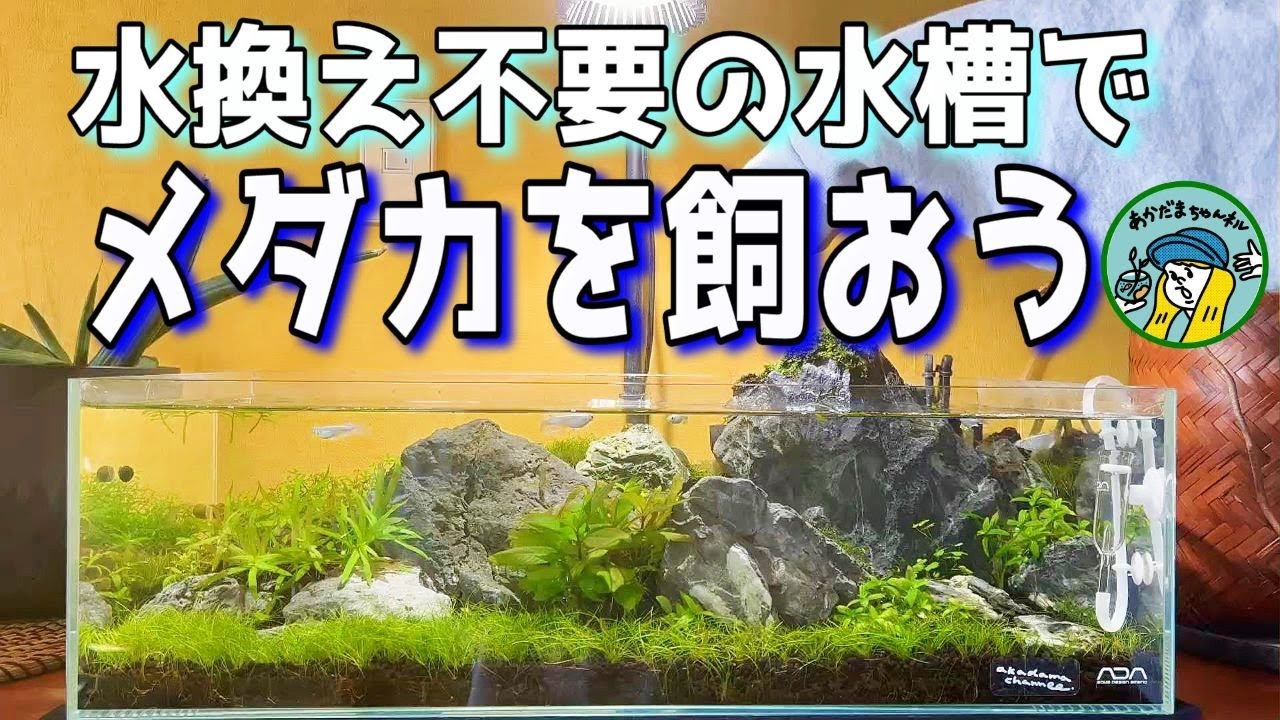 メダカ】水換えの要らない水槽でメダカを飼おう（2か月後の経過と