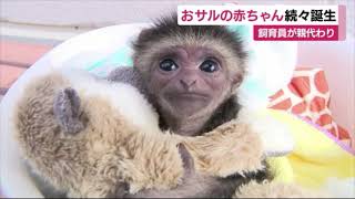おサルの赤ちゃん続々誕生 「命を優先」飼育員が親代わり 静岡・伊東市