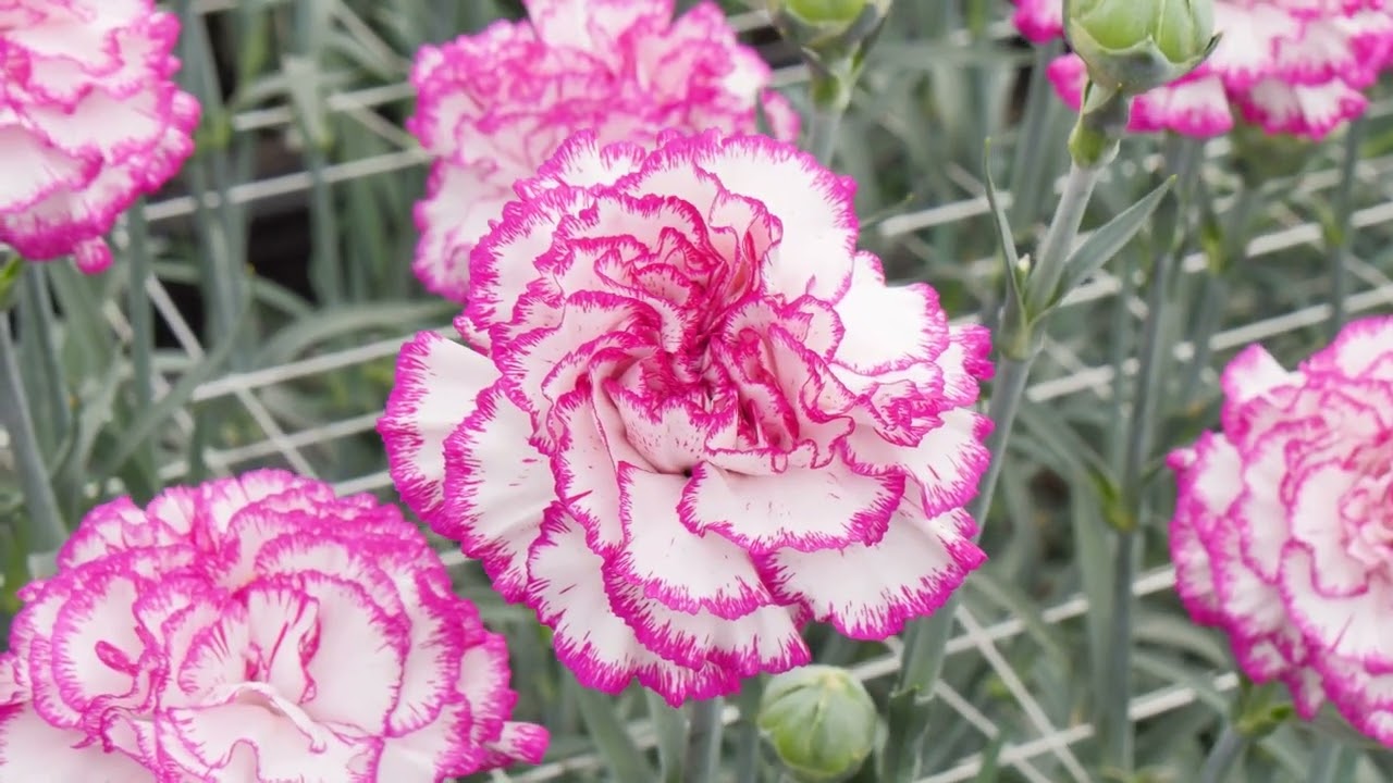 sel® リンス | カーネーション Cuttings | スタンダード | Selecta Cut