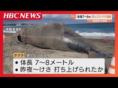 A whale washed ashore on the coast of Okoppe, Hokkaido, measuring