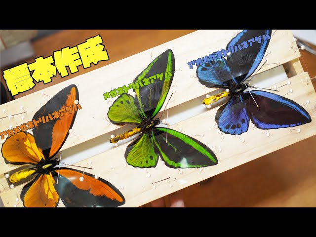 3色に輝く巨大な蝶を標本にする方法【メガネトリバネアゲハ・昆虫標本